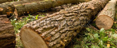 stock-photo-chopped-trees-10042621