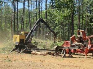 Woody Biomass Fuel Chipping Photo